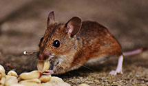 24 Hour & Emergency Exterminators in Carbury, ND